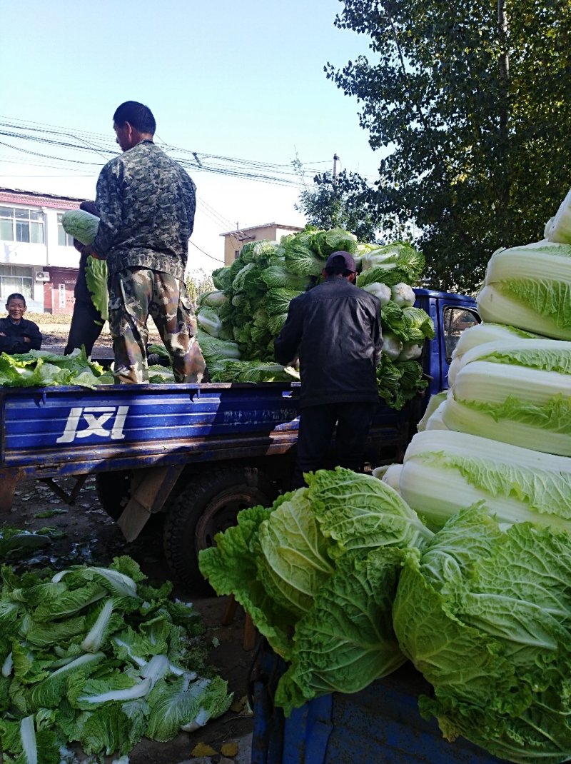 北京新三号大白菜