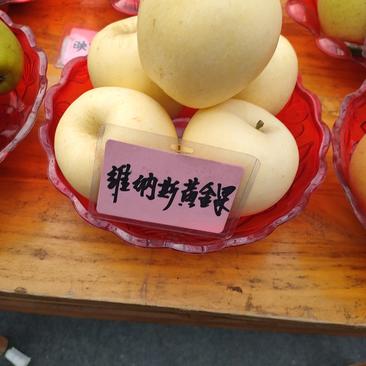 苹果树苗维纳斯黄金苹果苗鲁丽苹果苗品种纯正