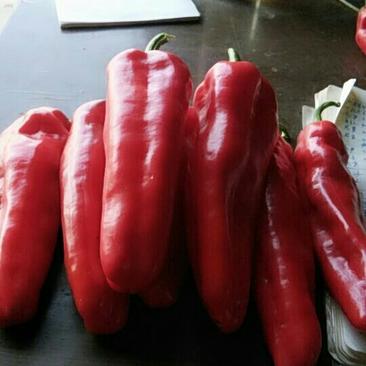 【辣椒】精品红椒，条形直，个头大，颜色鲜红。可视频看货