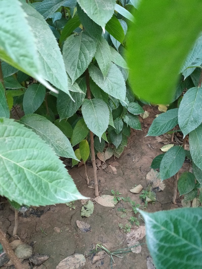 杜仲苗杜仲杆直根系发达自己种植一手货源