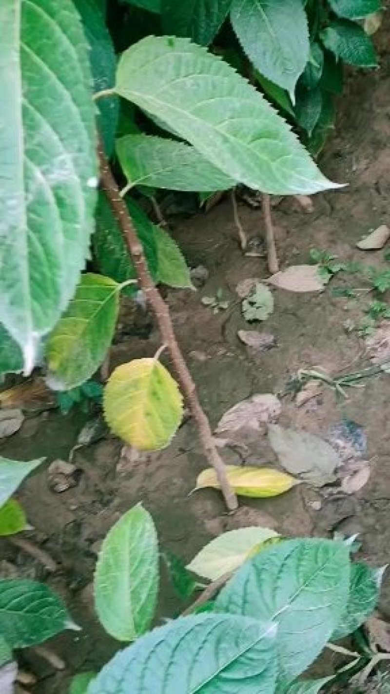 杜仲苗杜仲杆直根系发达自己种植一手货源