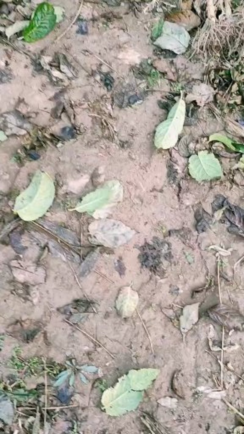 杜仲苗杜仲杆直根系发达自己种植一手货源