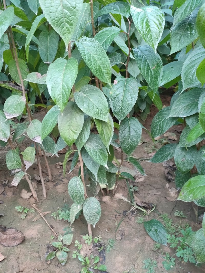 杜仲苗杜仲杆直根系发达自己种植一手货源