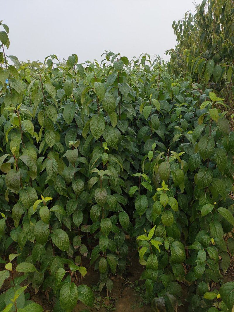 杜仲苗杜仲杆直根系发达自己种植一手货源