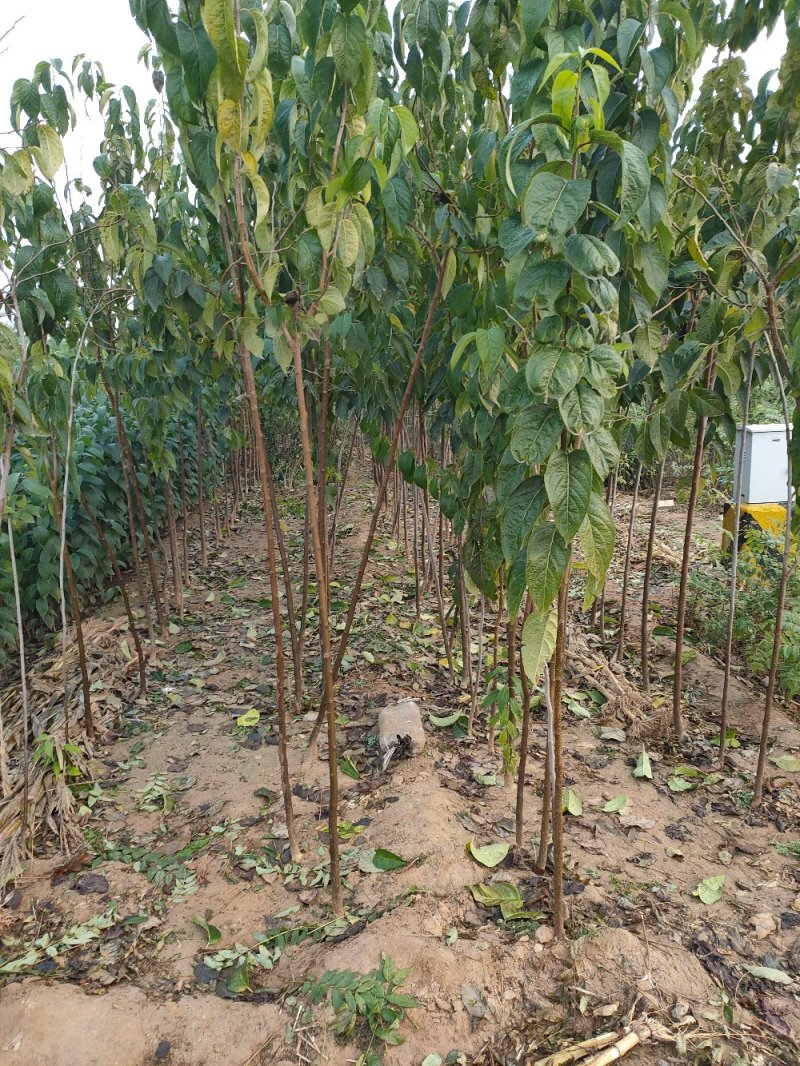 杜仲苗杜仲杆直根系发达自己种植一手货源
