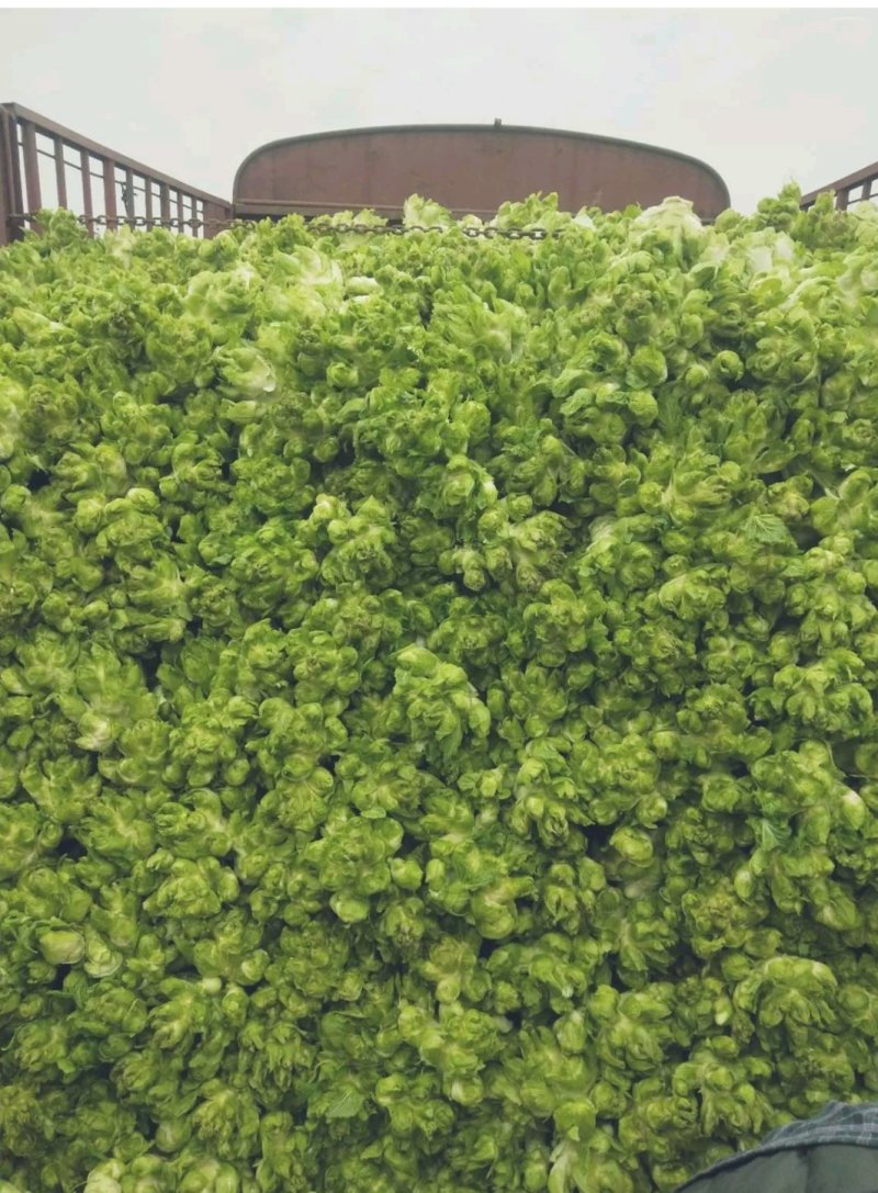 儿菜