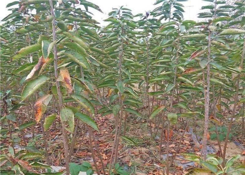 奇早樱桃苗奇早樱桃树苗品种保证纯度免费提供种植