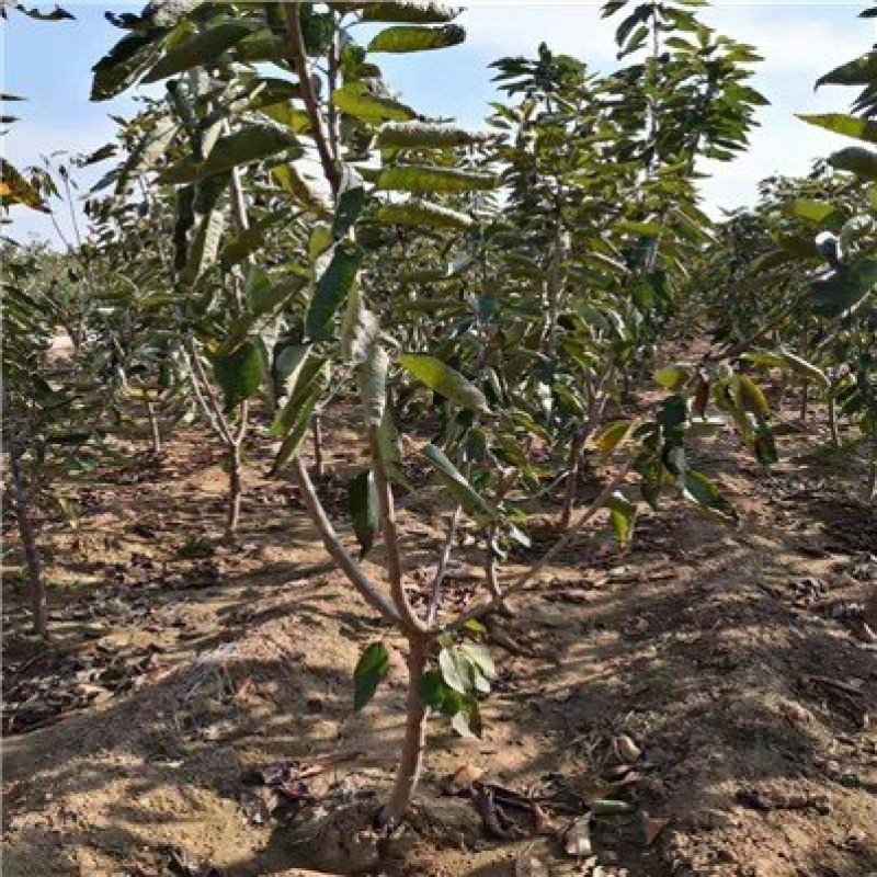 奇早樱桃苗奇早樱桃树苗品种保证纯度免费提供种植