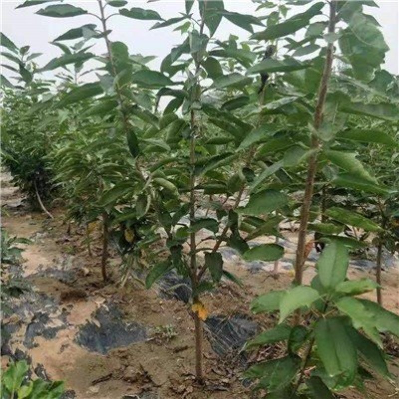 奇早樱桃苗奇早樱桃树苗品种保证纯度免费提供种植