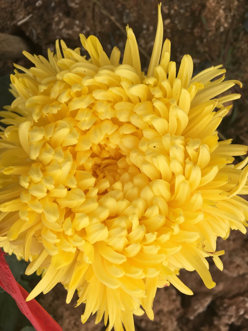 金丝皇菊、婺源皇菊