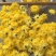金丝皇菊、婺源皇菊