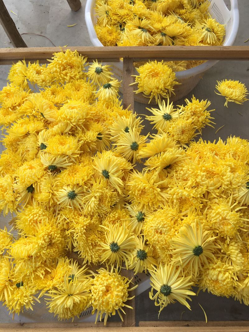 金丝皇菊、婺源皇菊
