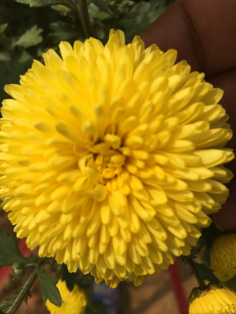 金丝皇菊、婺源皇菊
