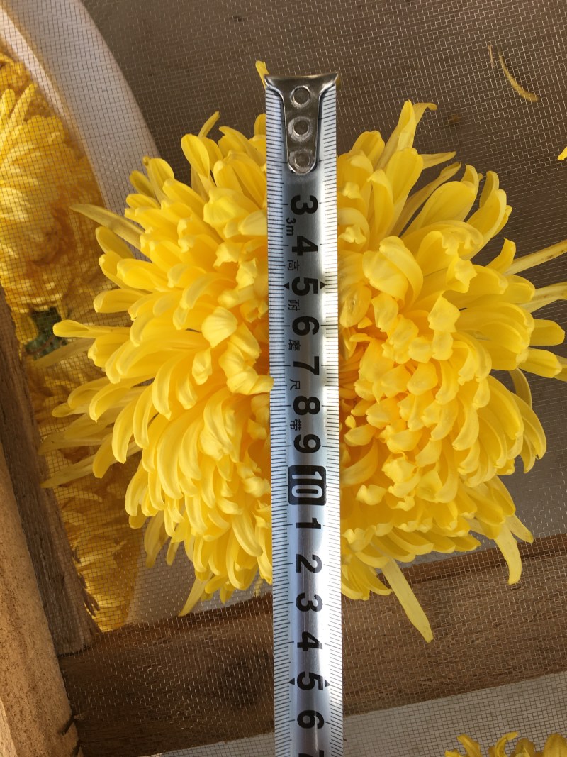 金丝皇菊、婺源皇菊