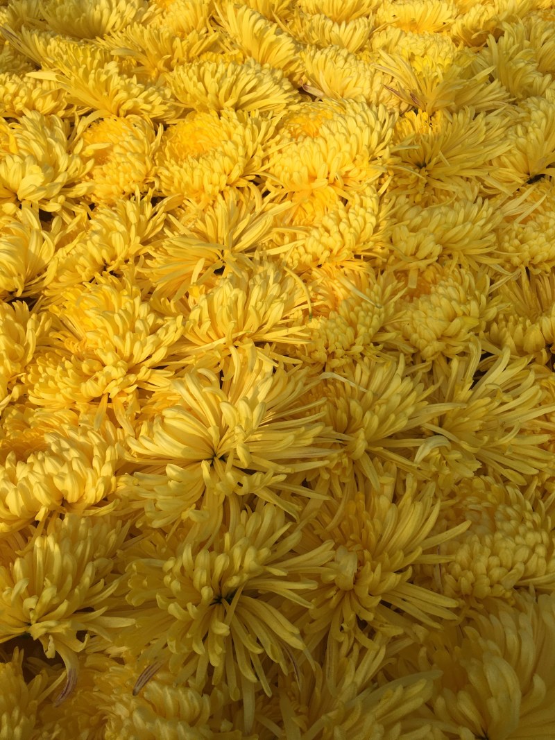金丝皇菊、婺源皇菊