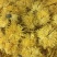 金丝皇菊、婺源皇菊