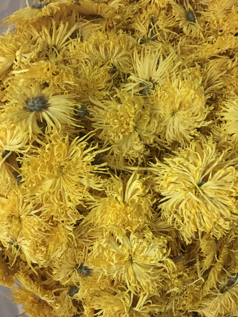 金丝皇菊、婺源皇菊