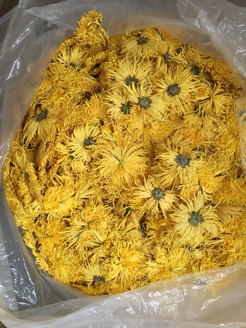 金丝皇菊、婺源皇菊