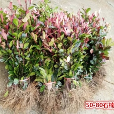 直销红罗宾红叶石楠树苗庭院花园篱笆小苗工程四季常青绿化