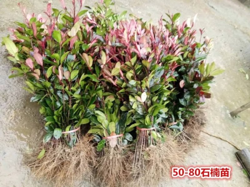 直销红罗宾红叶石楠树苗庭院花园篱笆小苗工程四季常青绿化