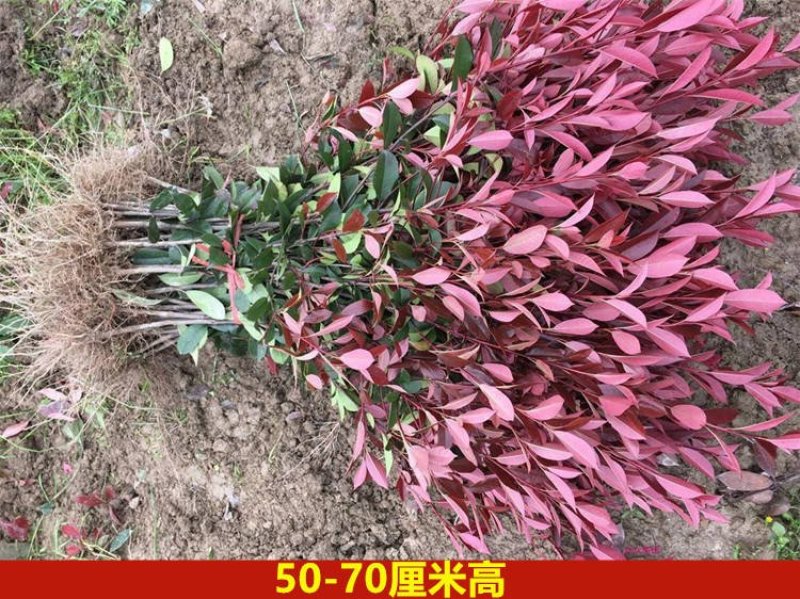直销红罗宾红叶石楠树苗庭院花园篱笆小苗工程四季常青绿化