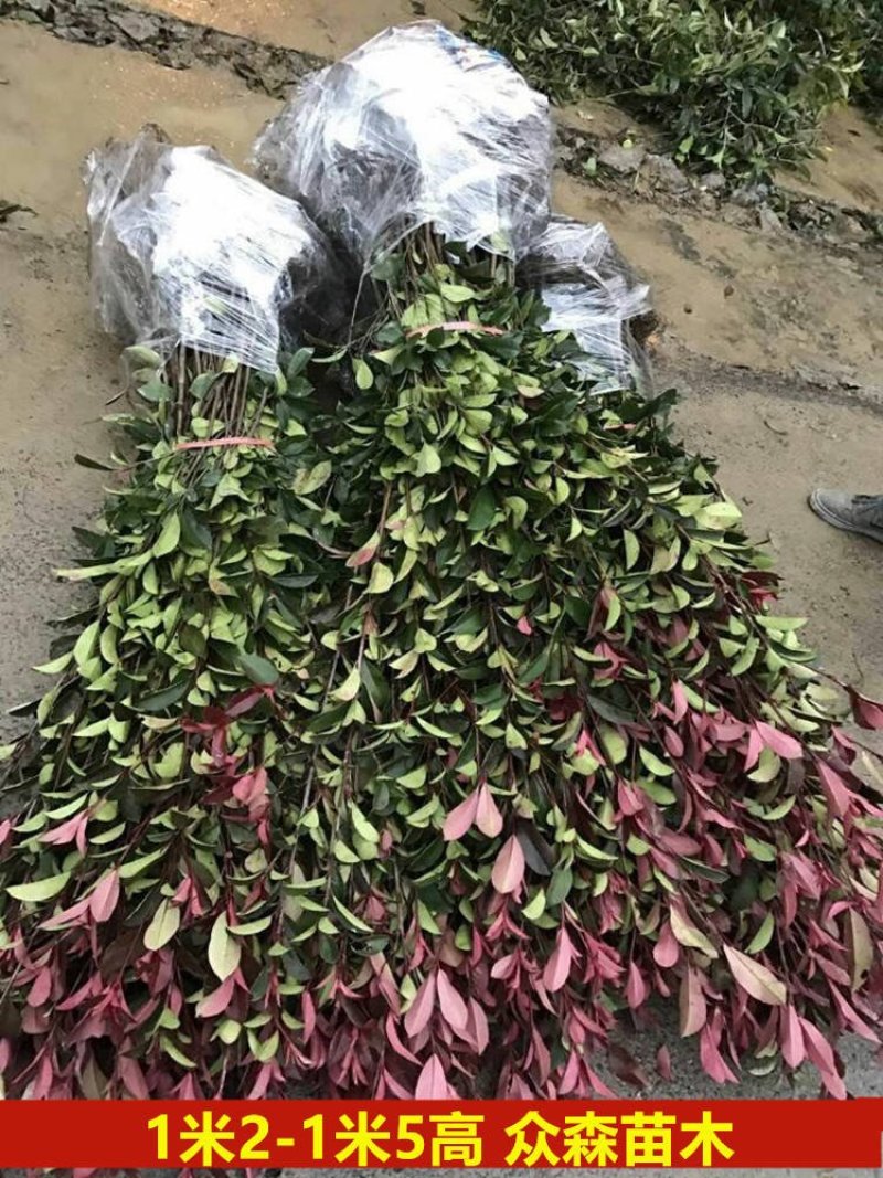 直销红罗宾红叶石楠树苗庭院花园篱笆小苗工程四季常青绿化