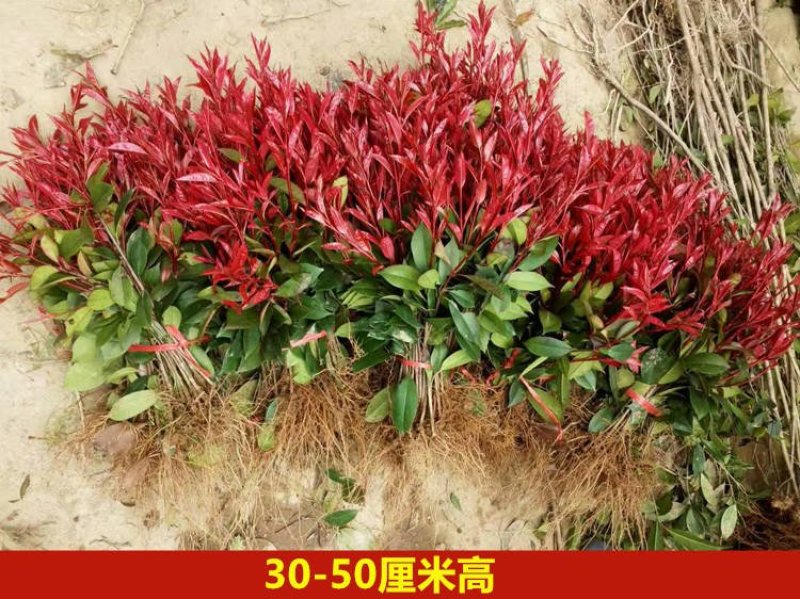 直销红罗宾红叶石楠树苗庭院花园篱笆小苗工程四季常青绿化