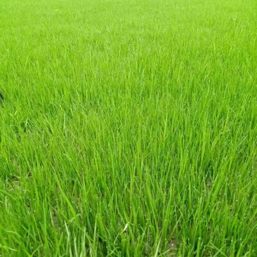 混波草出售（冷季型草坪）