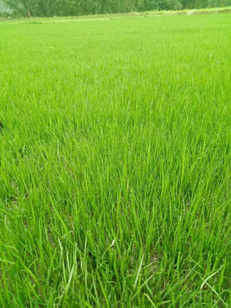 混波草出售（冷季型草坪）