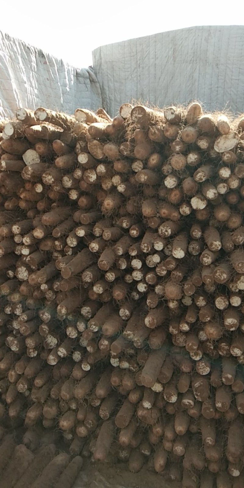 白玉山药大量上市