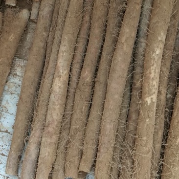 白玉山药大量上市