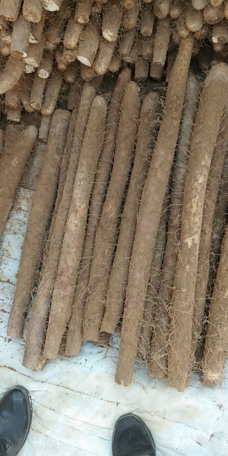白玉山药大量上市