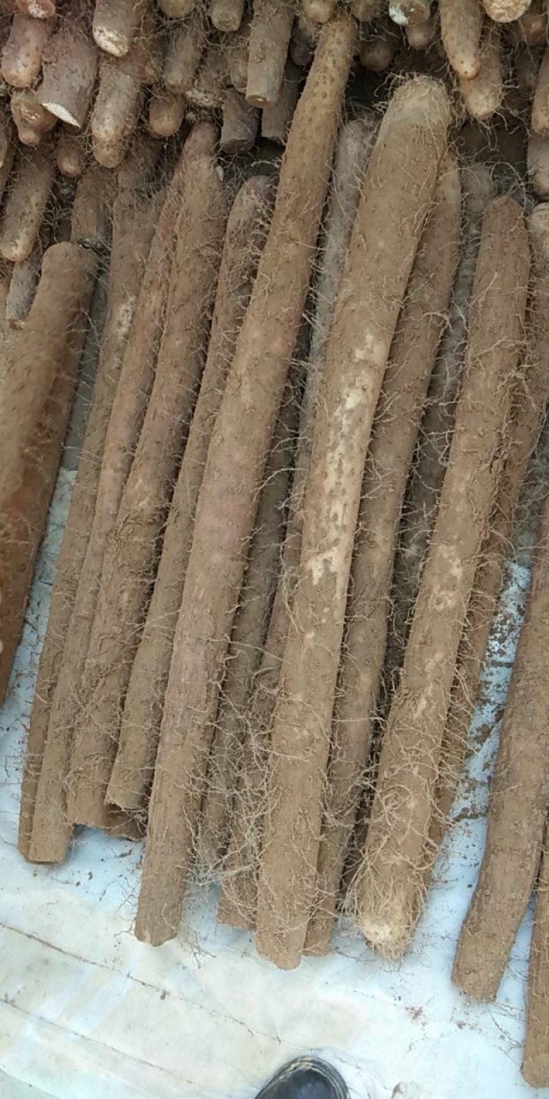 白玉山药大量上市
