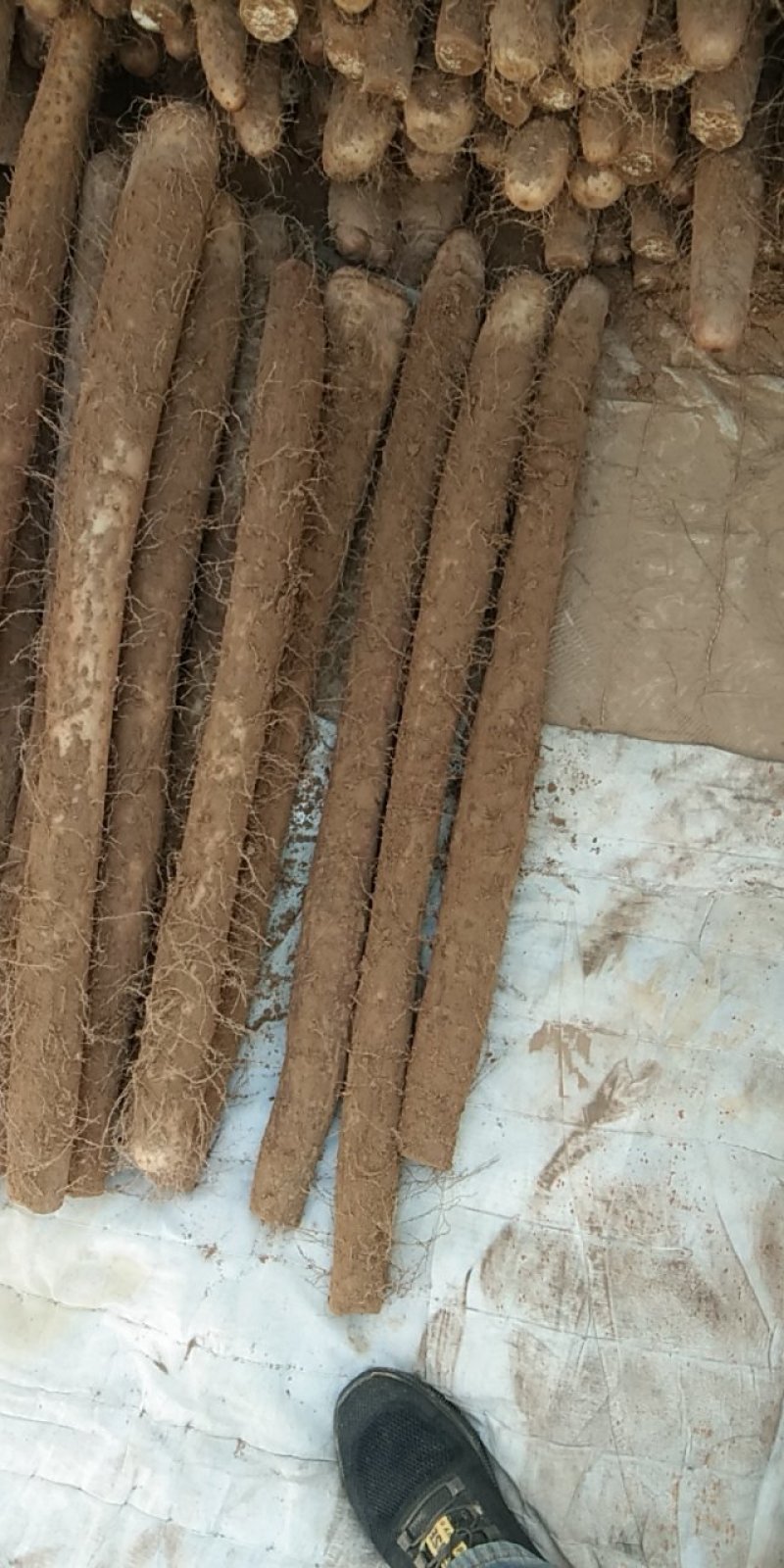 白玉山药大量上市