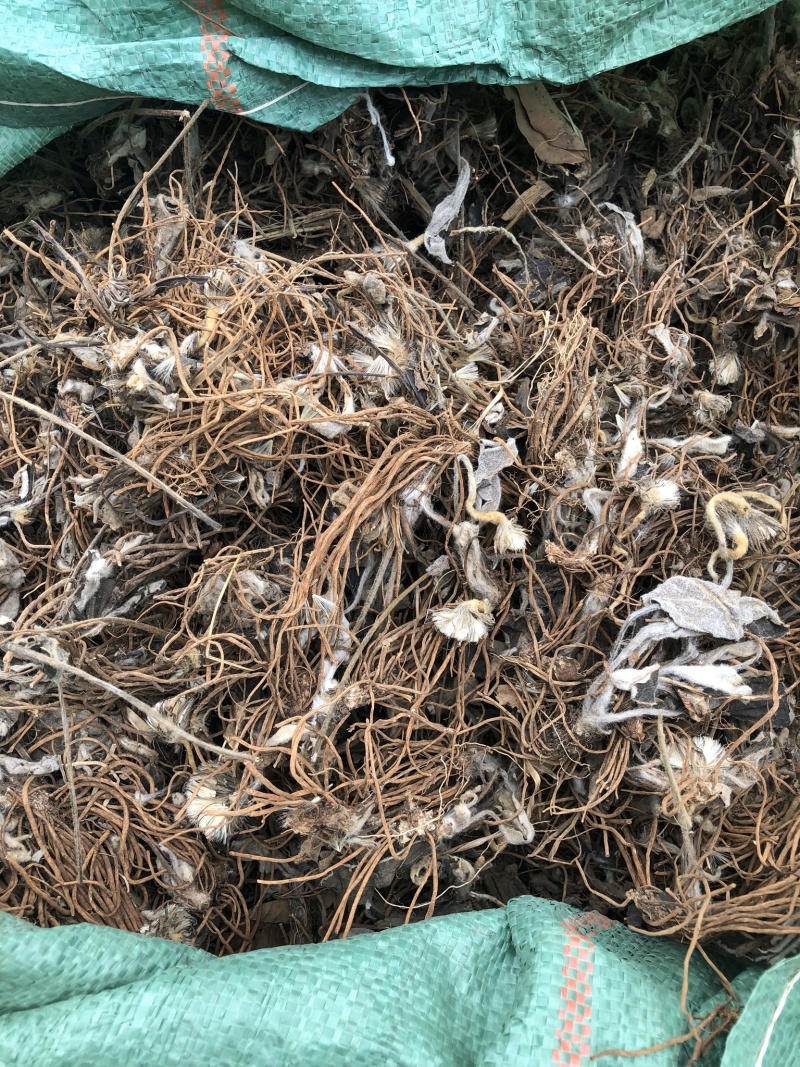云南野生毛大丁一枝香纯野生货
