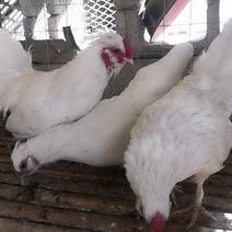 观赏珍禽养殖白色双冠元宝鸡