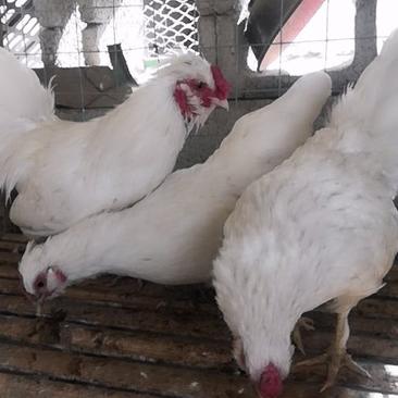 观赏珍禽养殖白色双冠元宝鸡