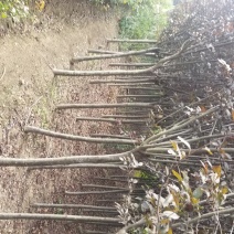 红叶李，红叶李3到12公分工程用苗，基地直销。量大供应