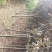 红叶李，红叶李3到12公分工程用苗，基地直销。量大供应