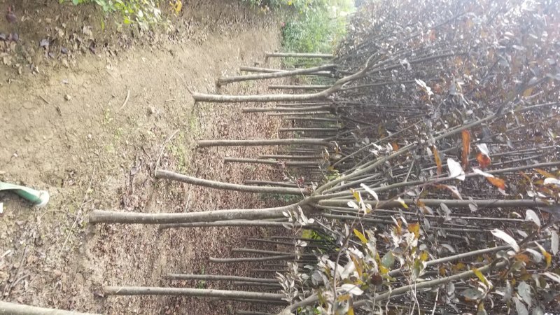 红叶李，红叶李3到12公分工程用苗，基地直销。量大供应