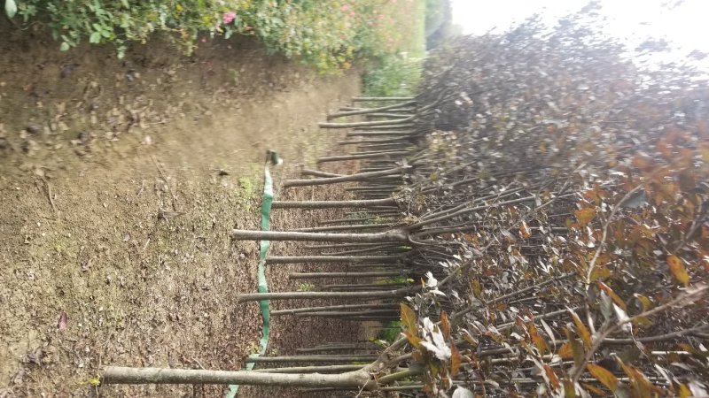红叶李，红叶李3到12公分工程用苗，基地直销。量大供应