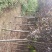 红叶李，红叶李3到12公分工程用苗，基地直销。量大供应