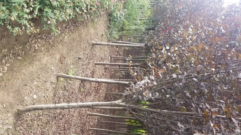 红叶李，红叶李3到12公分工程用苗，基地直销。量大供应