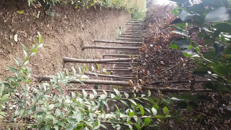 红叶李，红叶李3到12公分工程用苗，基地直销。量大供应