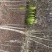 红叶李，红叶李3到12公分工程用苗，基地直销。量大供应