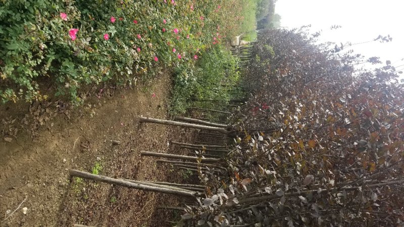 红叶李，红叶李3到12公分工程用苗，基地直销。量大供应
