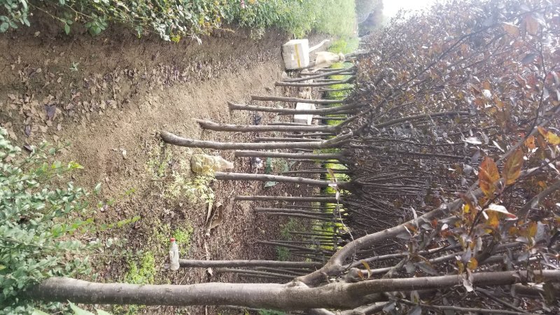 红叶李，红叶李3到12公分工程用苗，基地直销。量大供应