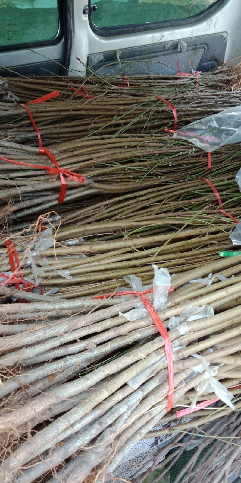 紫血12，金秋红蜜珍珠枣油，明月油蟠，风味皇后，锦绣紫霞