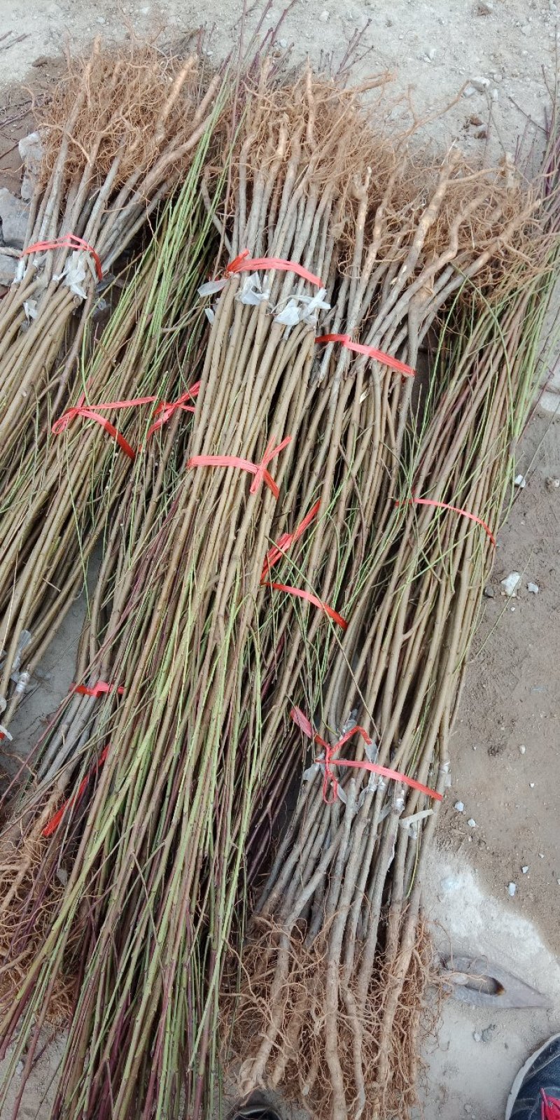 紫血12，金秋红蜜珍珠枣油，明月油蟠，风味皇后，锦绣紫霞