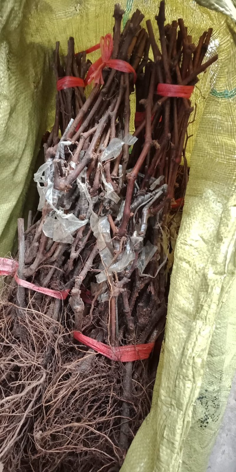 秋天清脆，深红无籽，罗马红宝石，妮娜皇后，玉波2号3号，